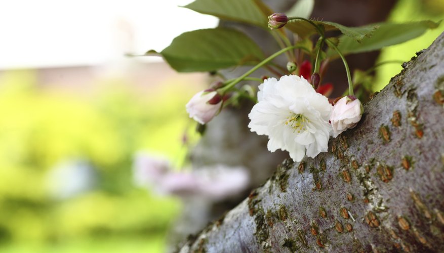A close-up of cherry blossom bark. A close-up of cherry blossom bark.