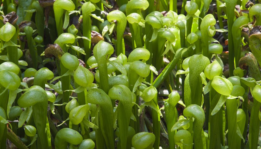 A patch of thriving green cobra lily plants. A patch of thriving green cobra lily plants.