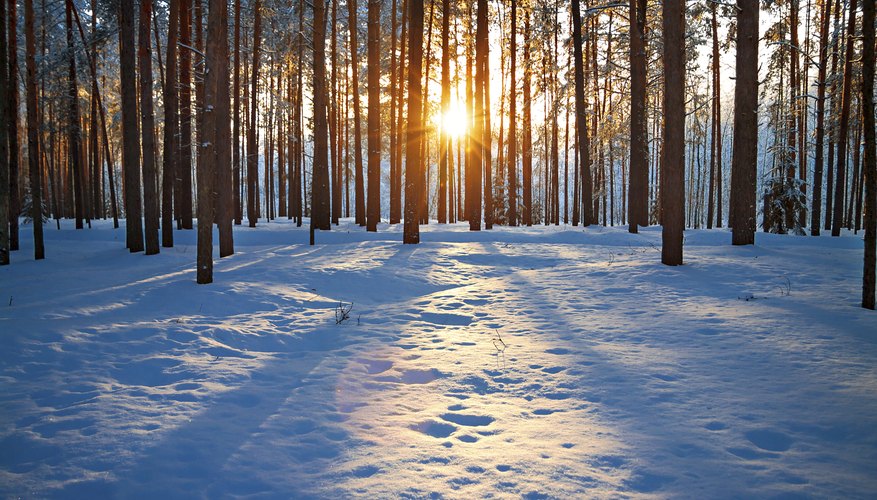 Winter forest with sun setting through trees Winter forest with sun setting through trees