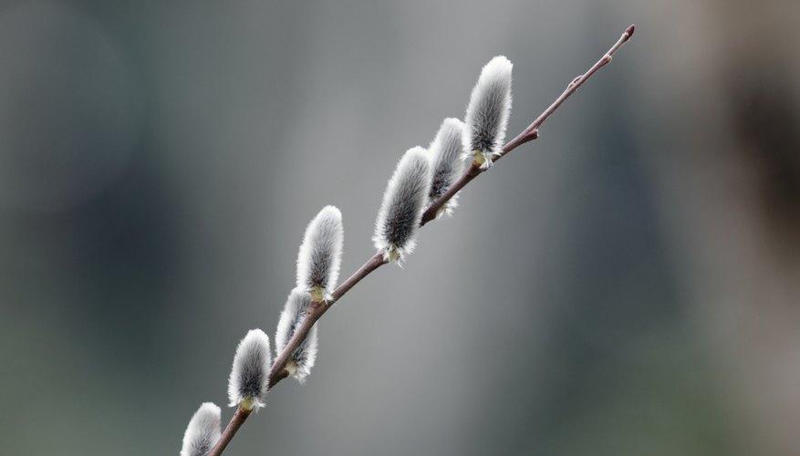 A close-up of a pussy willow branch. A close-up of a pussy willow branch.