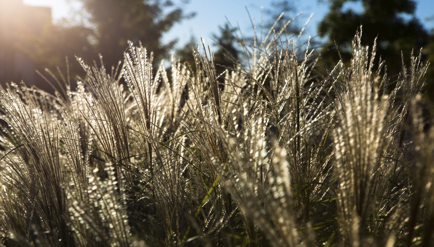 Zebra grass quivers in the slightest breeze, creating a striking display. Zebra grass quivers in the slightest breeze, creating a striking display.