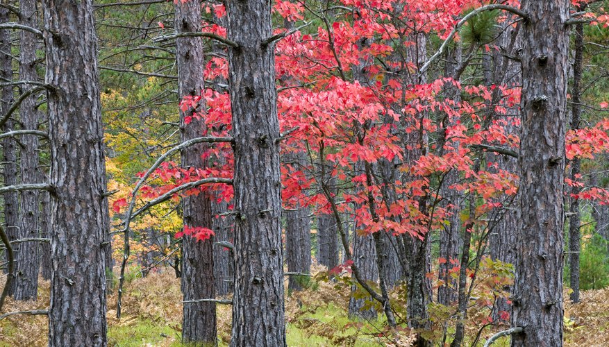 trunks of red maple trees trunks of red maple trees