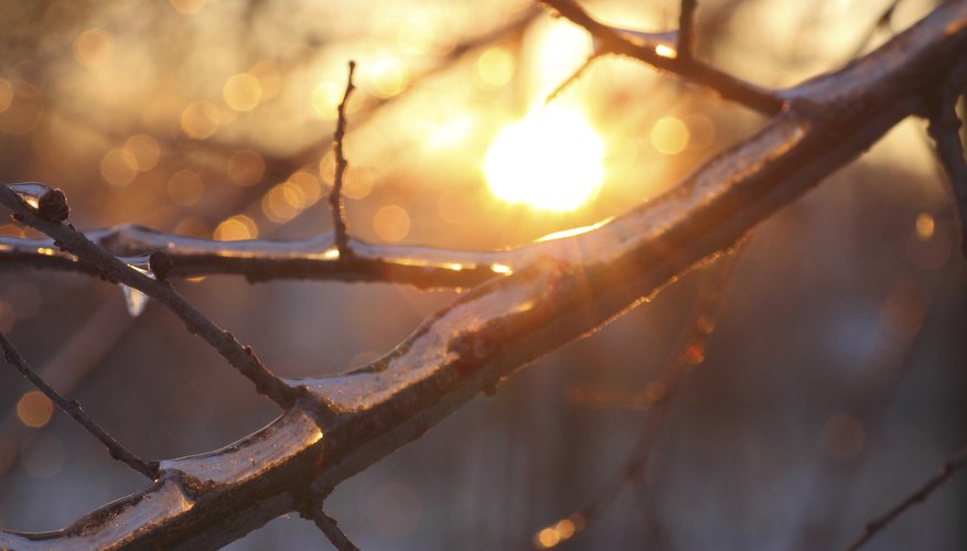 Shrubs offer structure in winter gardens in cold areas. Shrubs offer structure in winter gardens in cold areas.