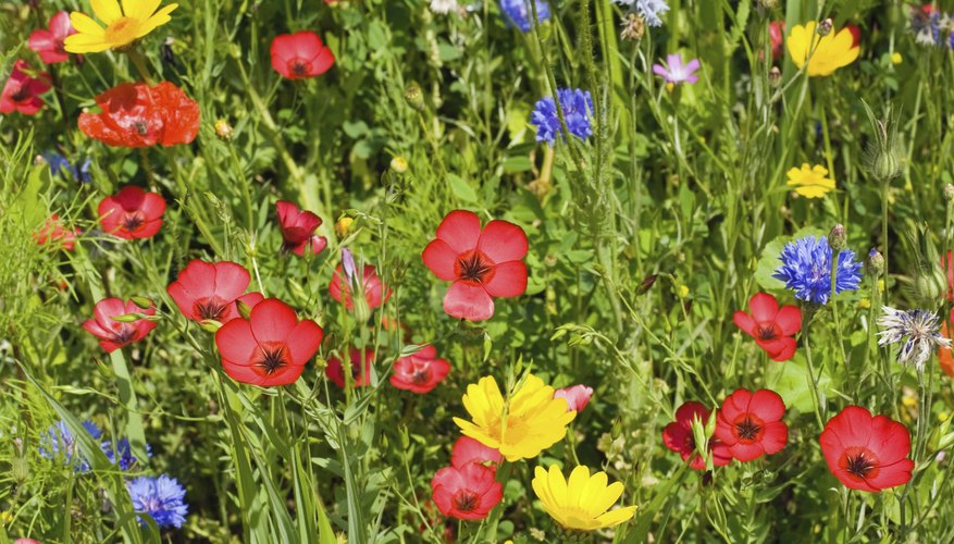 Plant cornflowers with red poppies (Papaver rhoeas) for a striking contrast. Plant cornflowers with red poppies (Papaver rhoeas) for a striking contrast.