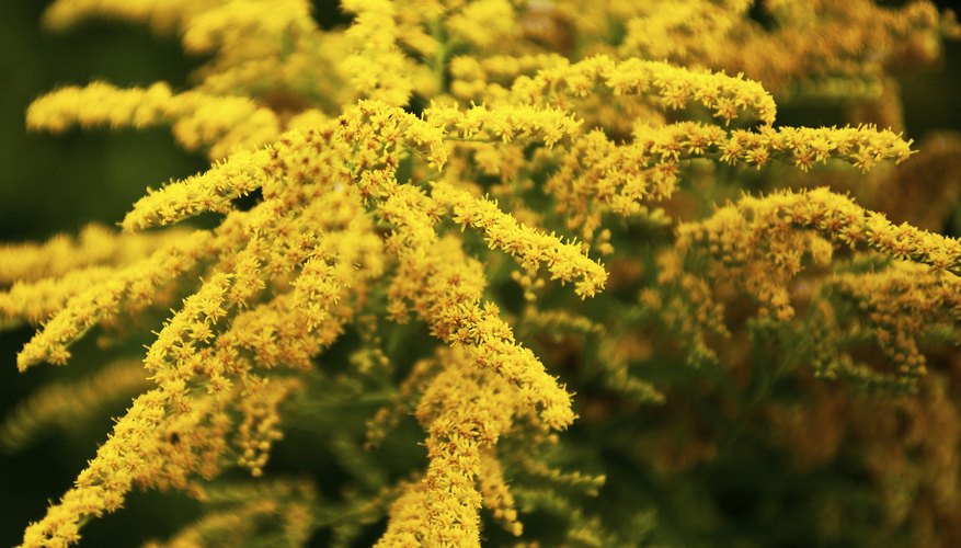 Goldenrod in full bloom Goldenrod in full bloom