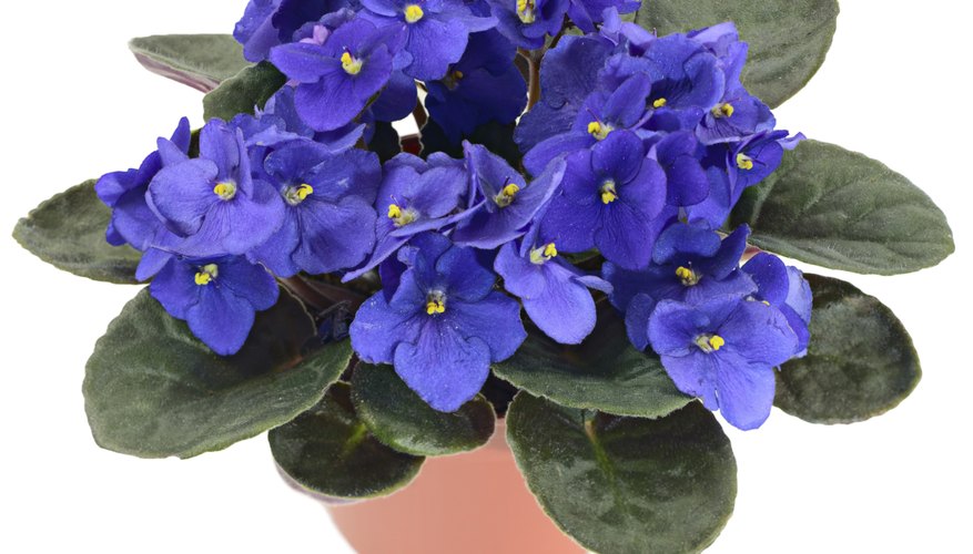 Violets are small, purple flowers that show up well in paintings. Violets are small, purple flowers that show up well in paintings.