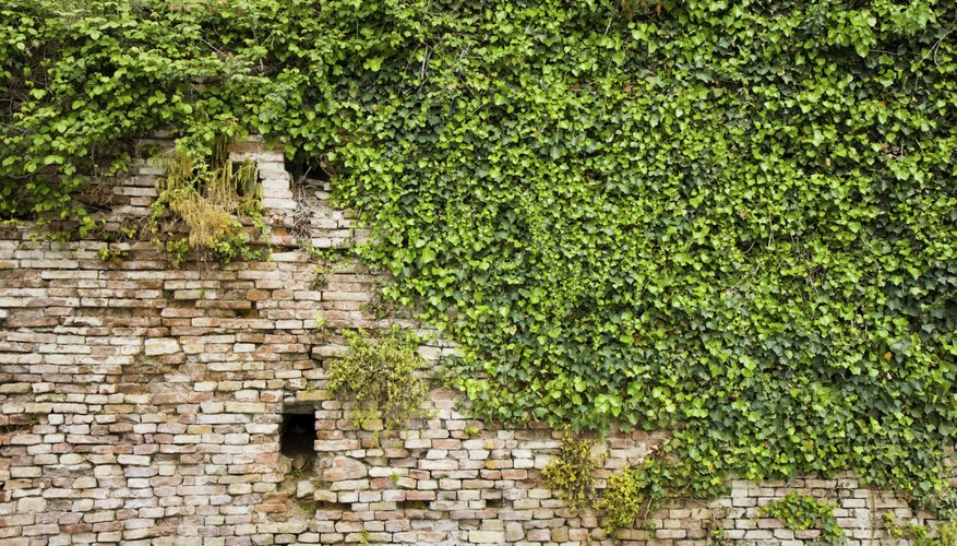 Brick wall covered in ivy Brick wall covered in ivy