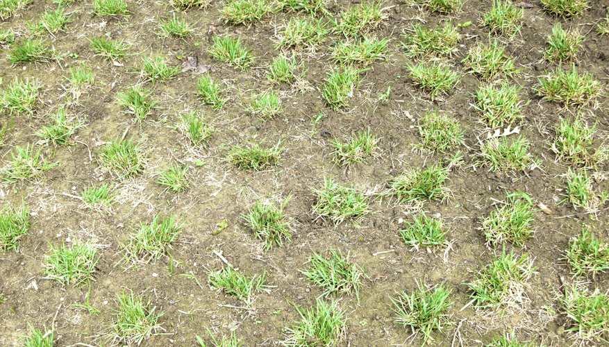 A planting of Zoysia Grass A planting of Zoysia Grass