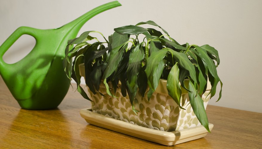 Affected parts of a frostbitten plant may wilt. Affected parts of a frostbitten plant may wilt.