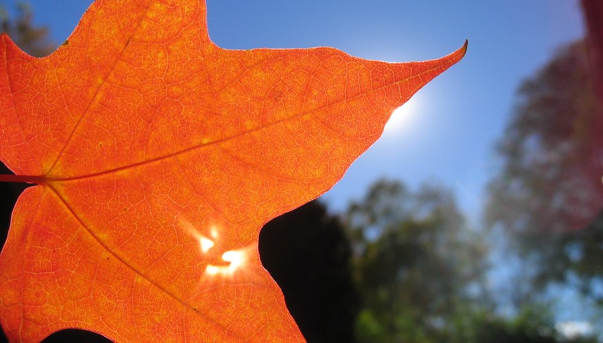 Autumn leaf covering sun Autumn leaf covering sun
