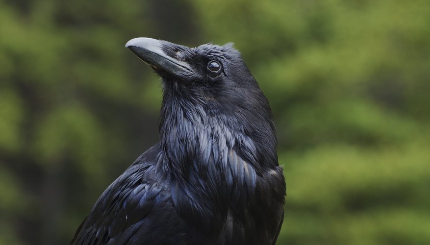 Crow Crow