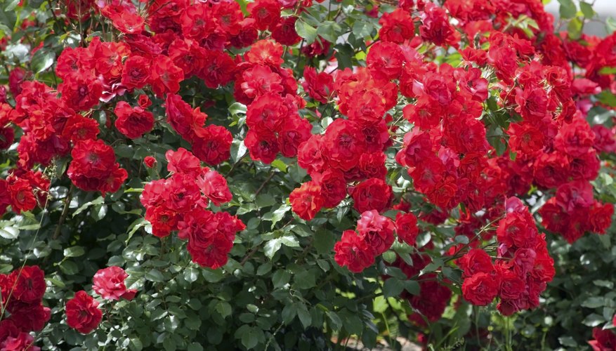 Large rose bush growing in yard Large rose bush growing in yard