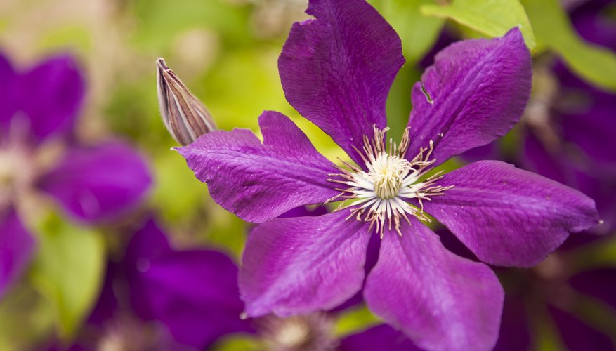 Purple clematis flowers. Purple clematis flowers.