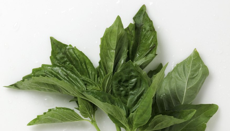 Holy basil leaves have a slight jagged appearance on the edges. Holy basil leaves have a slight jagged appearance on the edges.