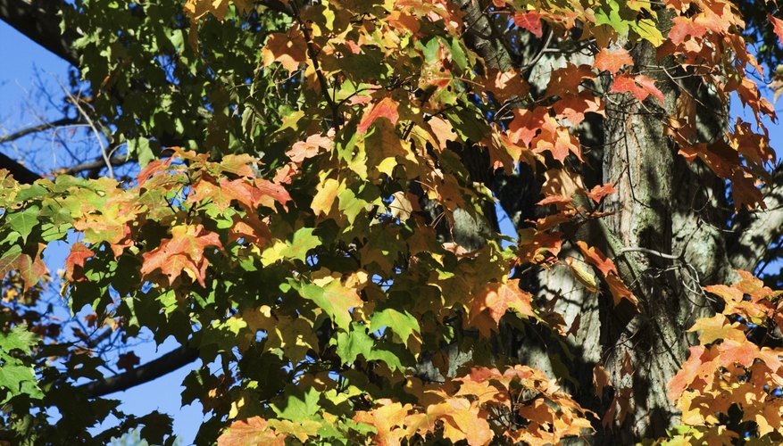 Changing wind patterns, Earth's axis and the amount of sunlight distributed on Earth's surface affect the seasons. Changing wind patterns, Earth's axis and the amount of sunlight distributed on Earth's surface affect the seasons.