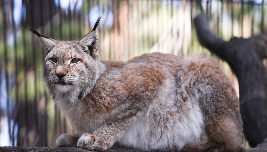 Most states allow bobcat ownership for zoological or conservation efforts. Most states allow bobcat ownership for zoological or conservation efforts.