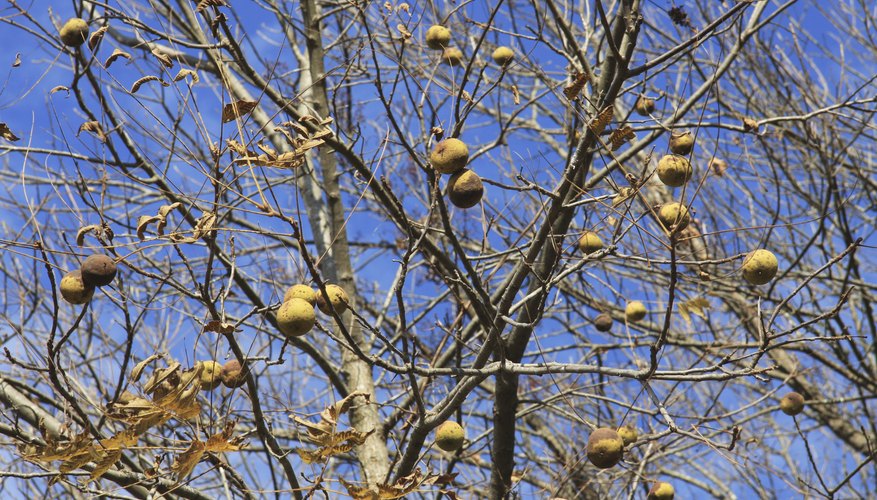Black Walnut Tree Black Walnut Tree
