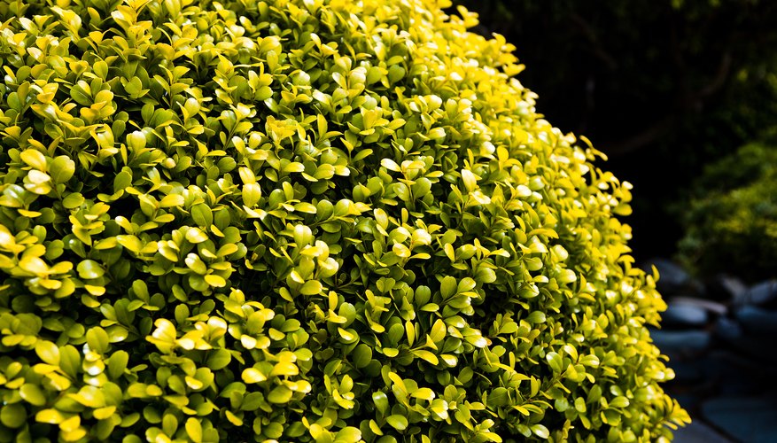 Yellow shrubs add landscape color. Yellow shrubs add landscape color.