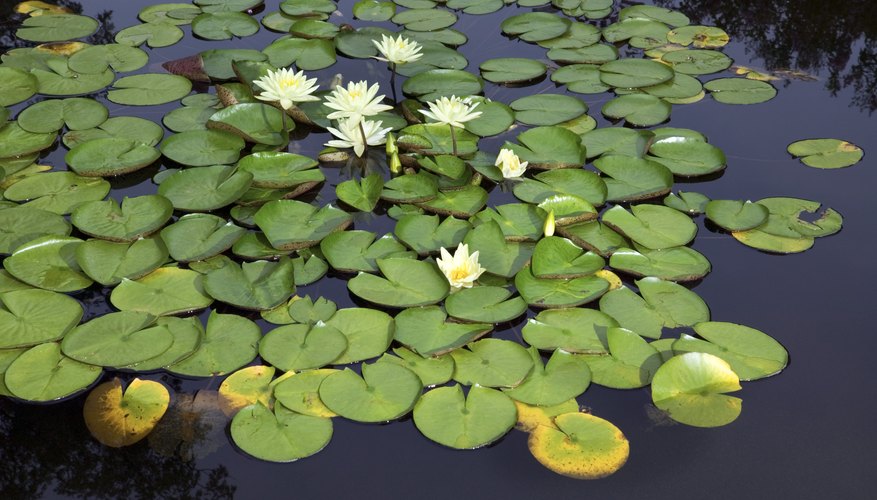 water-lily-adaptations-sciencing