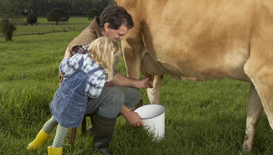 Model milking cows can help teach children this simple process. Model milking cows can help teach children this simple process.