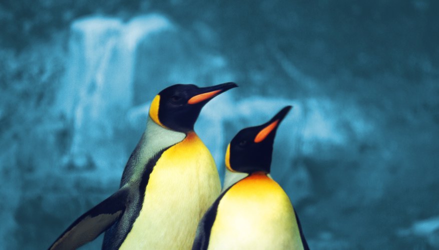 Emperor penguins Emperor penguins