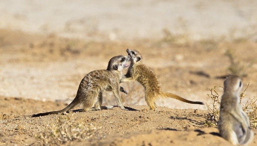 Some social species of mongoose will help care for and clean each other. Some social species of mongoose will help care for and clean each other.