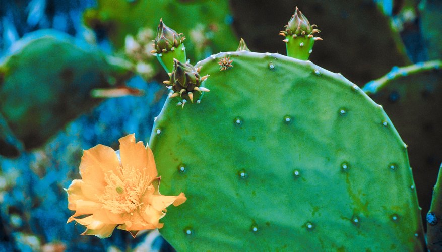 Triclopyr ester kills prickly pear six to eight months after application. Triclopyr ester kills prickly pear six to eight months after application.