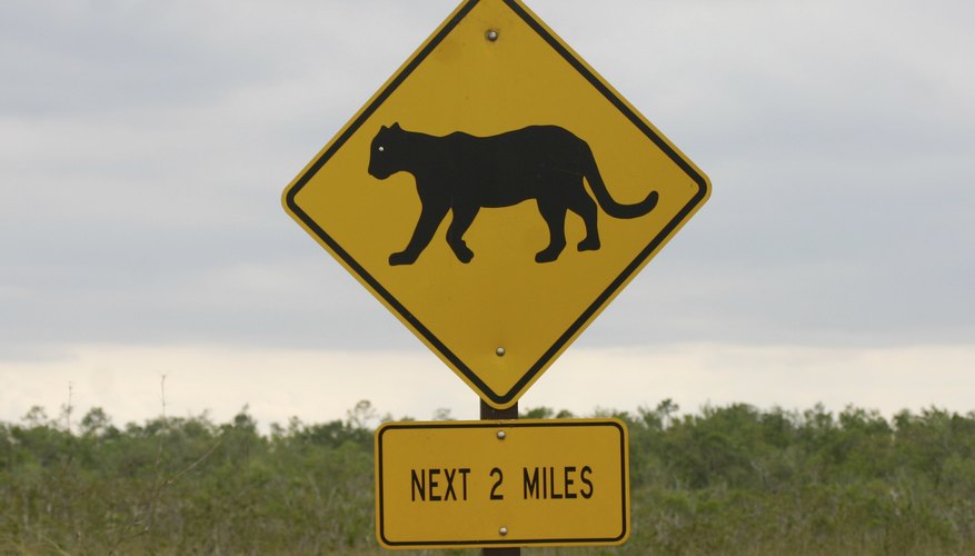 A close-up of a mountain lion crossing road sign. A close-up of a mountain lion crossing road sign.