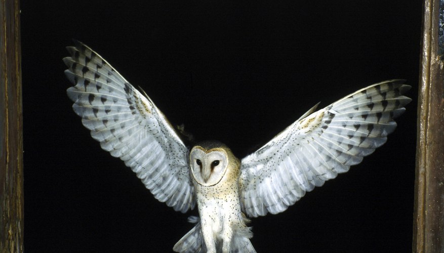 Owls hunting habits mean the diorama should contain both day and night sections. Owls hunting habits mean the diorama should contain both day and night sections.