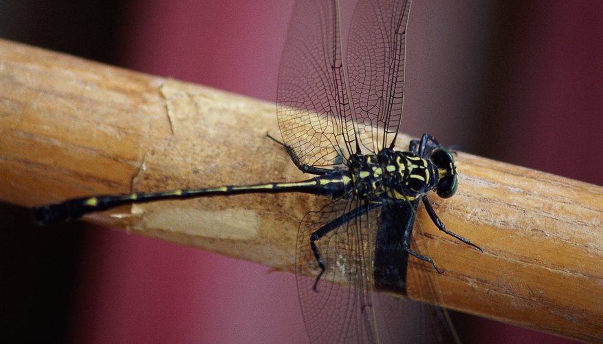 Mosquitoes that carry diseases are more prevalent in open, deforested areas. Mosquitoes that carry diseases are more prevalent in open, deforested areas.