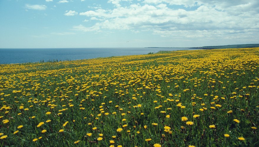 children-s-facts-about-the-prairie-biome-sciencing