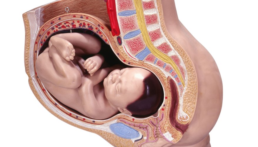 Your baby's position can affect the length and effectiveness of labor. Your baby's position can affect the length and effectiveness of labor.