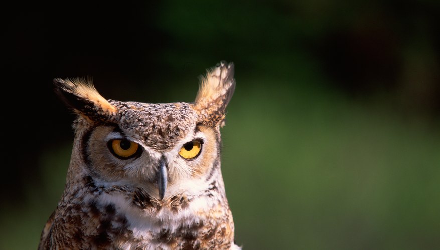 Great Horned Owl Great Horned Owl