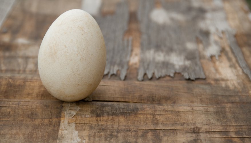 Egg launchers vary in the distance and height that they can project eggs. Egg launchers vary in the distance and height that they can project eggs.
