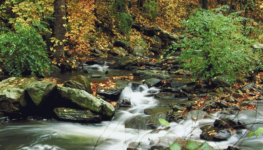 River in forest River in forest