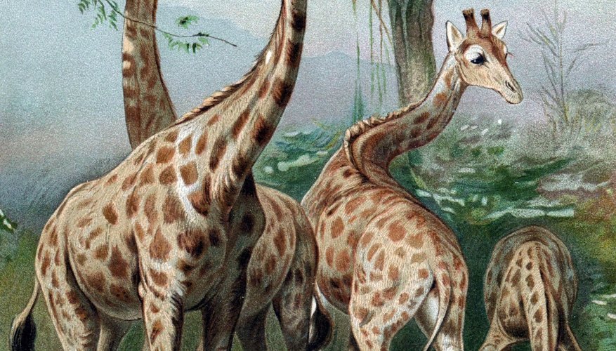 Lamarck erroneously believed that giraffes acquired their long necks by stretching them. Lamarck erroneously believed that giraffes acquired their long necks by stretching them.