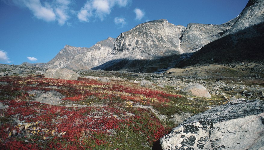 the-biotic-factors-for-alpine-tundra-sciencing