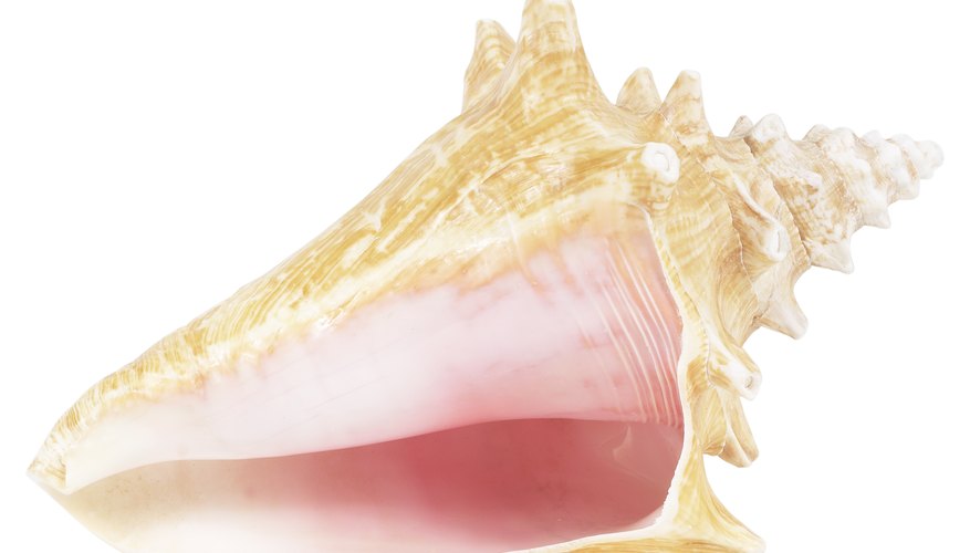 Real conch shells are rare and difficult to find, so make one out of paper instead. Real conch shells are rare and difficult to find, so make one out of paper instead.