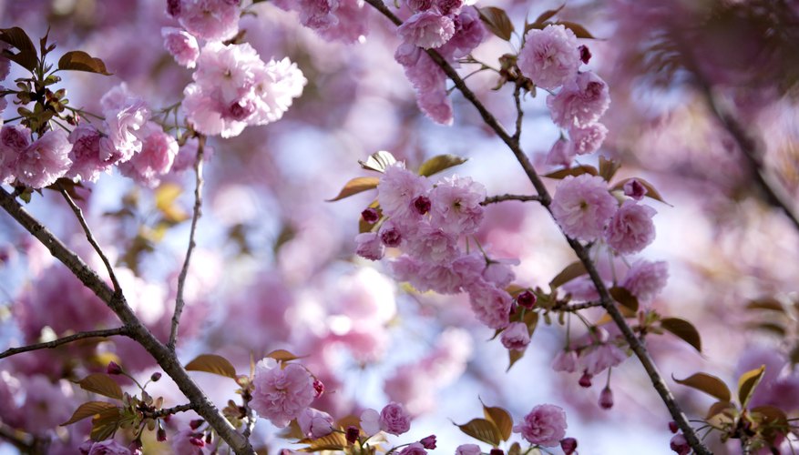 Cherry Blossom tree Cherry Blossom tree
