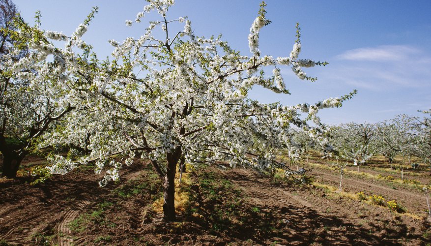 Cherry tree Cherry tree