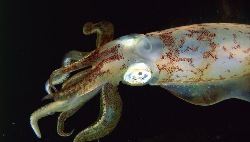 How To Determine Whether A Squid Is Male Or Female Sciencing 