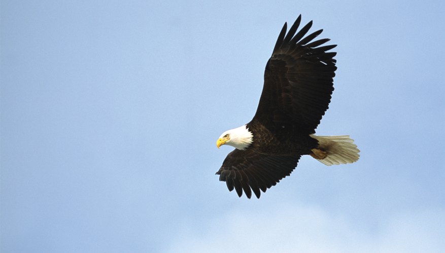 a bird in flight can be amazing to watch a bird in flight can be amazing to watch