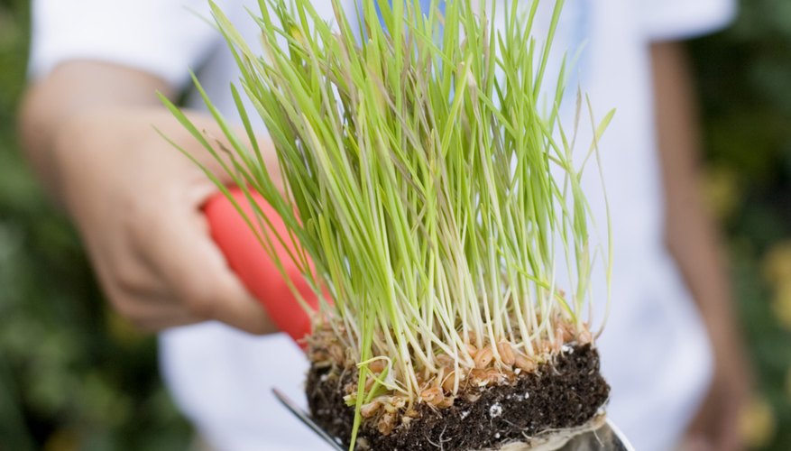 A man holds a square of sod on a spade. A man holds a square of sod on a spade.