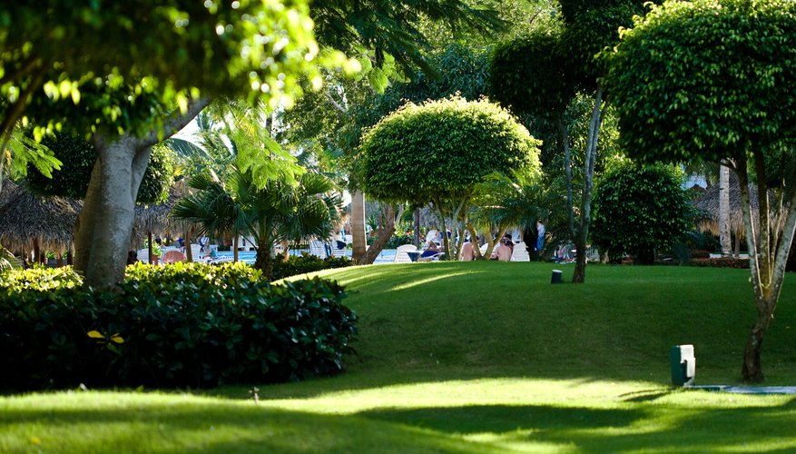 Moss can be a problem on shady lawns. Moss can be a problem on shady lawns.