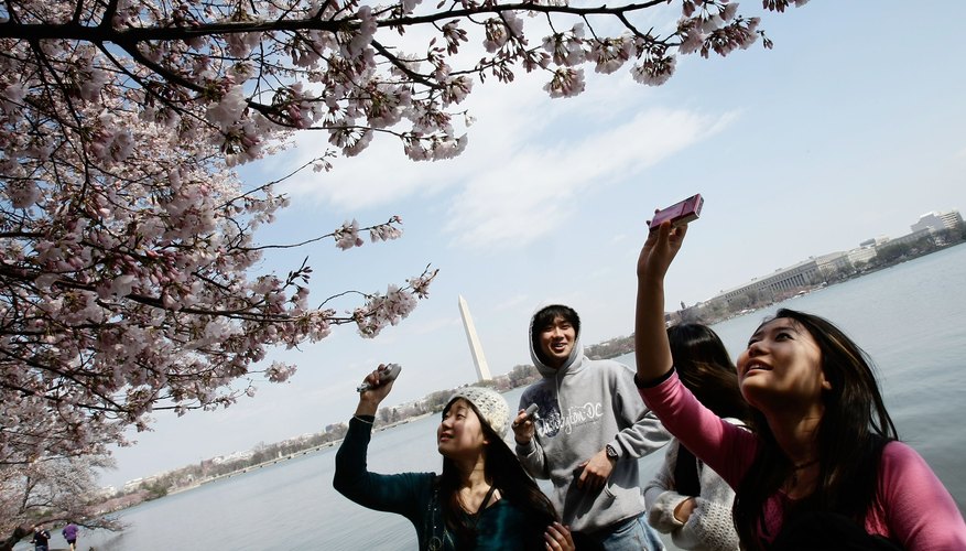 Students photographing cherry blossoms in Washington, DC Students photographing cherry blossoms in Washington, DC