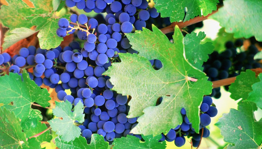 Close-up of grapevine leaves. Close-up of grapevine leaves.