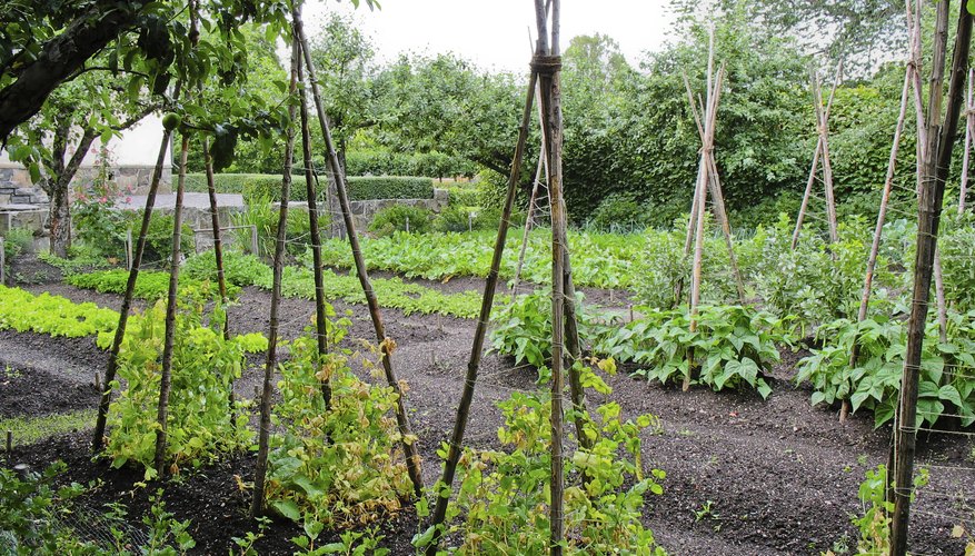 A nicely kept vegetable garden with mulch. A nicely kept vegetable garden with mulch.
