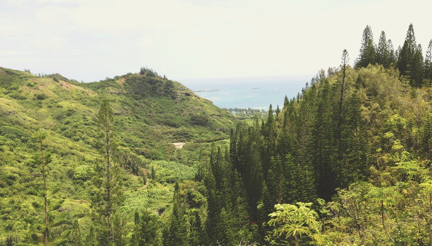 Some pines are choking out native Hawaiian plants. Some pines are choking out native Hawaiian plants.