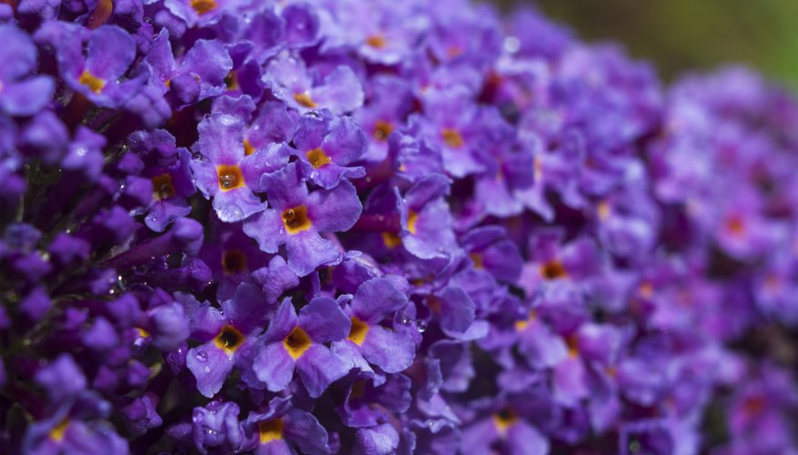 A close-up of purple butterfly bush flowers. A close-up of purple butterfly bush flowers.