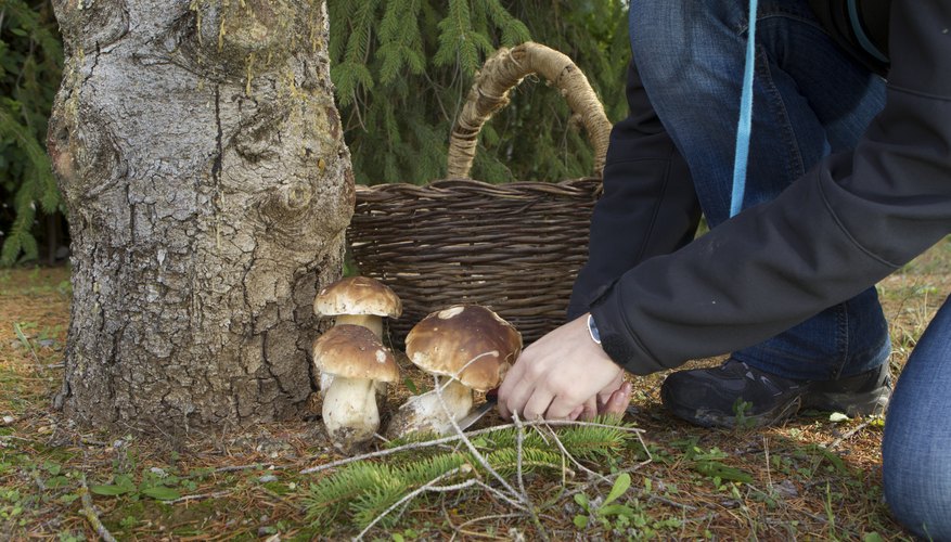 Wild mushrooms being picked near tree Wild mushrooms being picked near tree